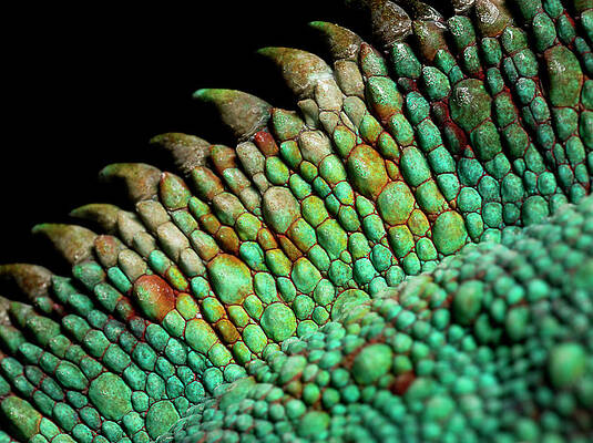Wall Art - Photograph - Panther Chameleon, Close Up On The Spine by Jonathan Knowles