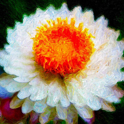 Paper Daisy by Chuck Mountain Paper Daisy by Chuck Mountain