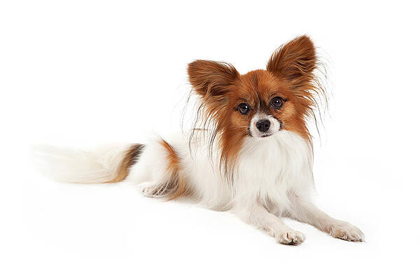 Wall Art - Photograph - Papillon Dog Laying  by Good Focused