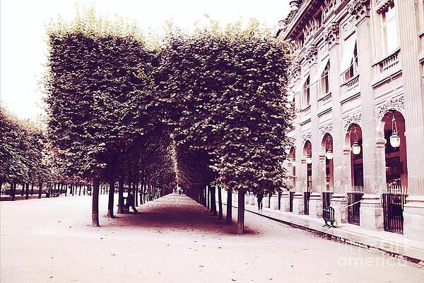 Wall Art - Photograph - Paris Palais Royal Row of Trees and Paris Palais Royal Garden Architecture by Kathy Fornal