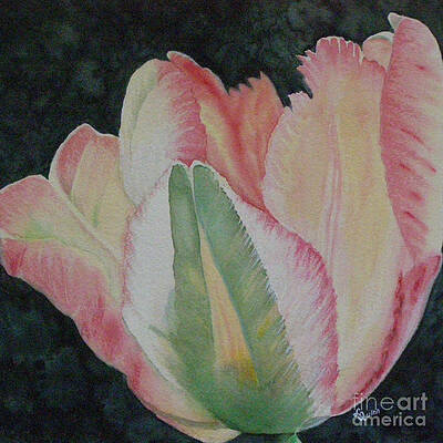 Parrot Tulip by Lynn Quinn Parrot Tulip by Lynn Quinn