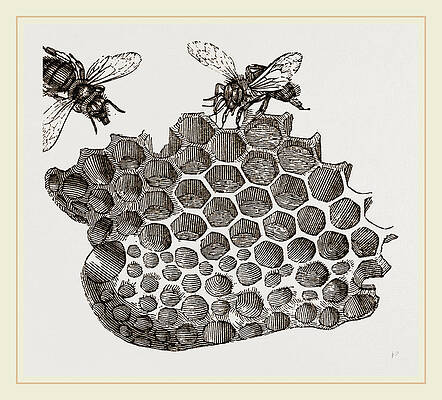 honeycomb drawing