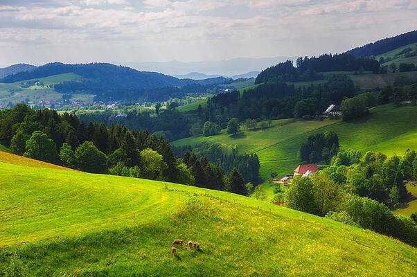 Partly Sunny at Black Forest by Shuwen Wu Partly Sunny at Black Forest by Shuwen Wu