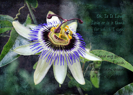 Passion Flower 1 by Helene U Taylor Passion Flower 1 by Helene U Taylor
