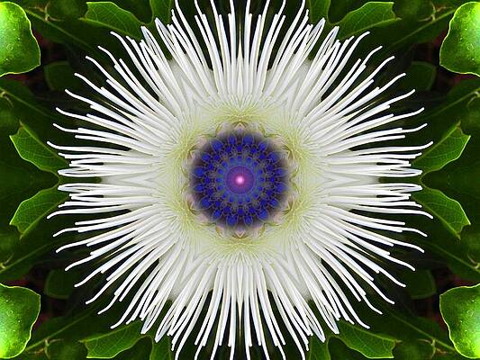 Passion Flower Portal Mandala by Diane Lynn Hix Passion Flower Portal Mandala by Diane Lynn Hix