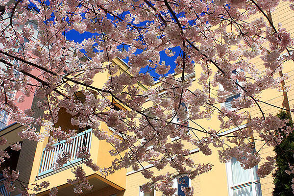Pastel Colours of Spring in Vancouver by Gerry Bates Pastel Colours of Spring in Vancouver by Gerry Bates