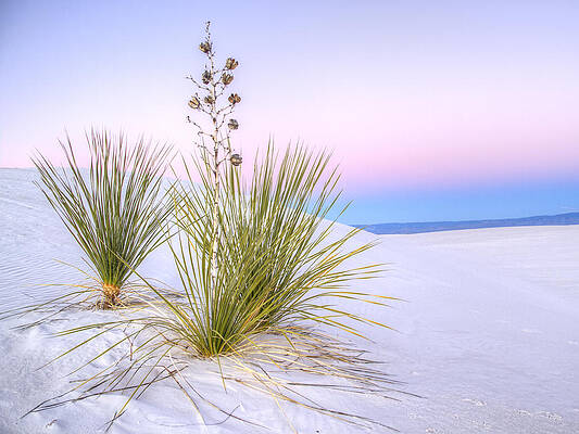 Wall Art - Photograph - Pastel White Sands by Jean Noren