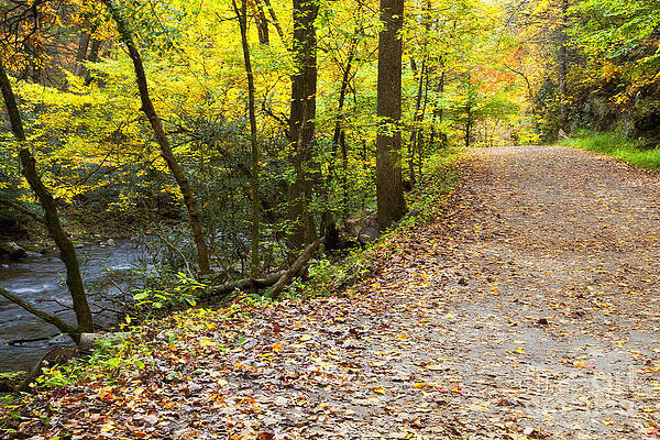 Wall Art - Photograph - Path Beside the Creek by Jill Lang