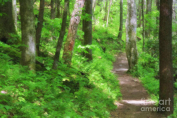 Wall Art - Digital Art - Path in the Forest by Jill Lang