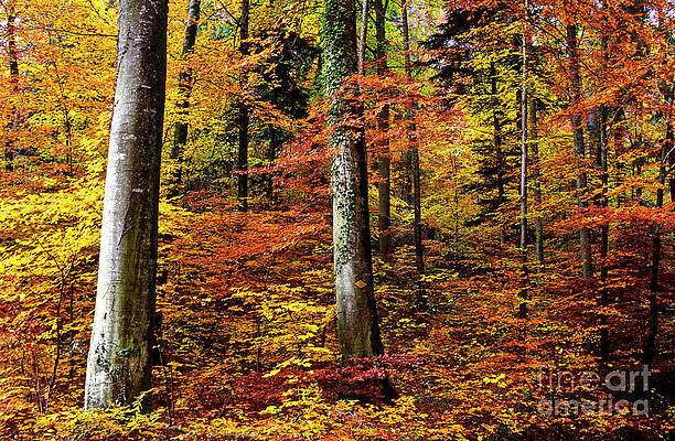 Wall Art - Photograph - Path of Autumn 1 by Charles Lupica