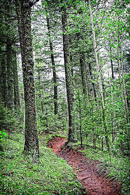 Wall Art - Photograph - Path Through A Peaceful Mountain Forest by Lincoln Rogers