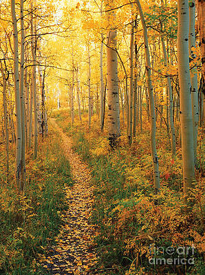 Wall Art - Photograph - Path Through Aspens by James Steinberg