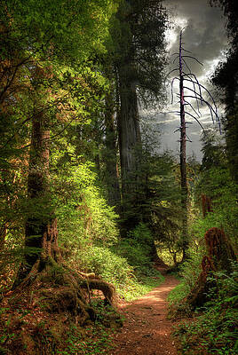 Forest Wall Art For Sale