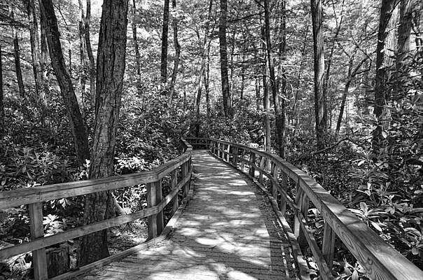 Wall Art - Photograph - Path through the Forest  by Dave Sandt
