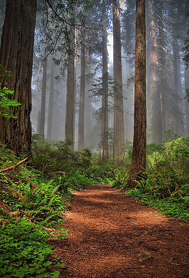 Wall Art - Photograph - Path Thru the Redwoods by Michael  Ayers