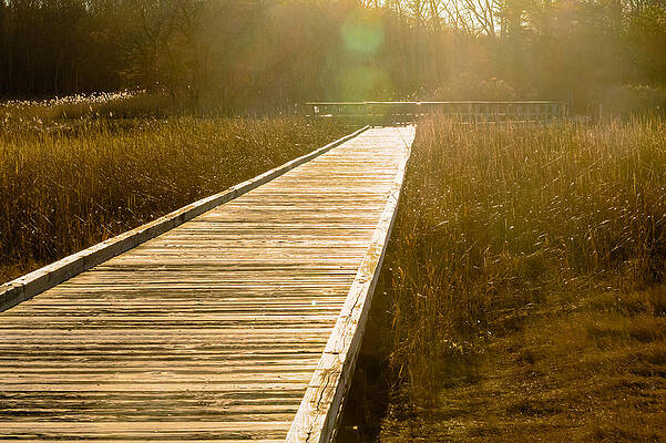 Wall Art - Photograph - Path to light by SAURAVphoto Online Store