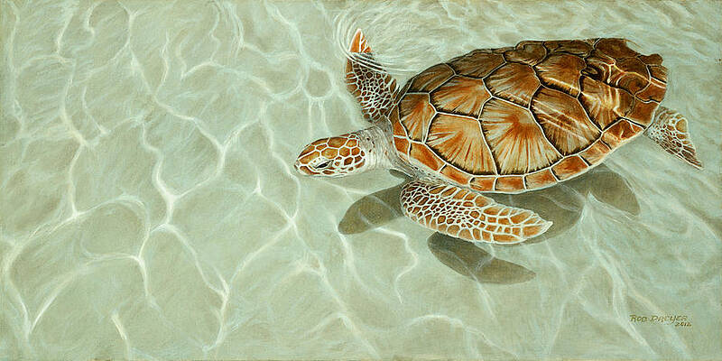 Turtle Gliding in Clear Waters Print