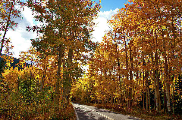 Wall Art - Photograph - Paved With Gold by Jeremy Rhoades