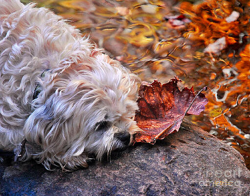 Wall Art - Photograph - Paws For Reflection by Jeff McJunkin