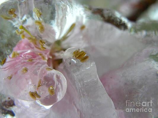 Peach Blossom in Ice three by Sheri Lauren Peach Blossom in Ice three by Sheri Lauren