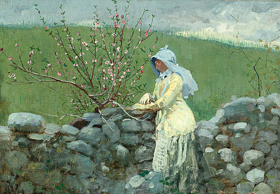 Peach Blossoms Print by Winslow Homer