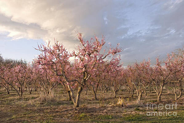  Photograph - Peach Orchard by Kathleen Gauthier