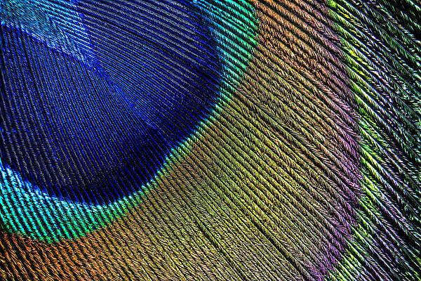 Wall Art - Photograph - Peacock Feather Macro by Adam Romanowicz
