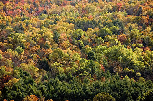 Wall Art - Photograph - Peak Fall Foliage Color A Hillside by Carl D. Walsh