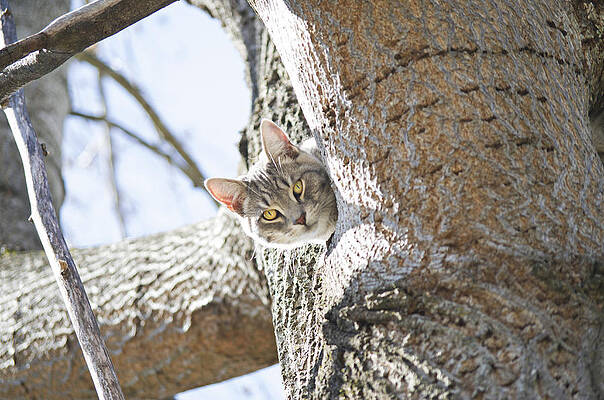 Peaking Cat by Sharon Popek Peaking Cat by Sharon Popek