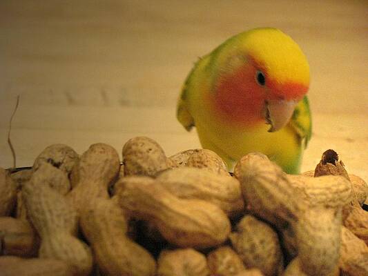 Peanut by Andrea Lazar Peanut by Andrea Lazar