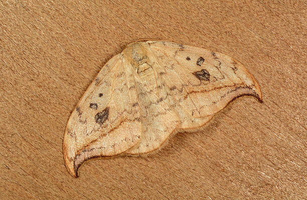Wall Art - Photograph - Pebble Hook-tip Moth by Science Photo Library