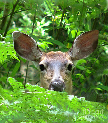 Wall Art - Photograph - Peek-A-Boo by Rory Siegel
