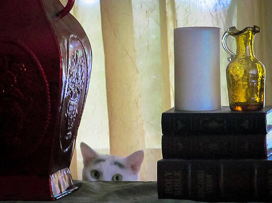 Peek-a-Boo by Sue Paradise
