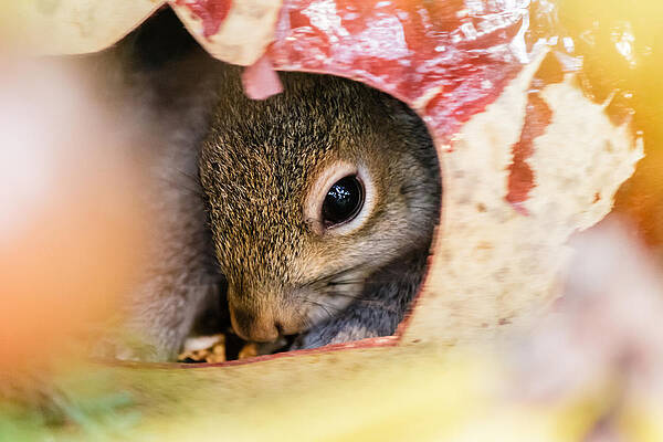 Wall Art - Photograph - Peek by SAURAVphoto Online Store