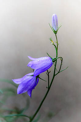 Blue Bells Peeking Through the Mist by Debra Martz Blue Bells Peeking Through the Mist by Debra Martz