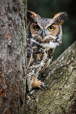 Peering Out by Dale Kincaid Peering Out by Dale Kincaid