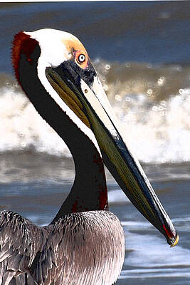 Pelican close up by Peter DeFina Pelican close up by Peter DeFina