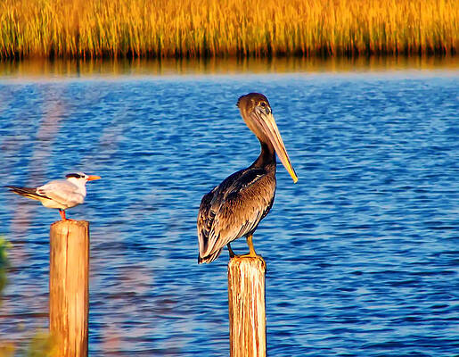 Pelican on a pole by Christopher Flees Pelican on a pole by Christopher Flees