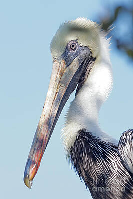 Florida Photograph - Pelican Portrait by Natural Focal Point Photography