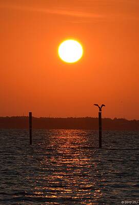 Wall Art - Photograph - Pelican Sticks the Landing by Jeff at JSJ Photography