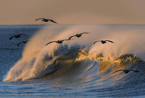 Pelicans and Wave 73A2308-2 by David Orias Pelicans and Wave 73A2308-2 by David Orias