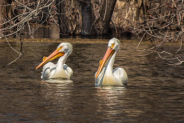 Pelicans by Tom Gort Pelicans by Tom Gort