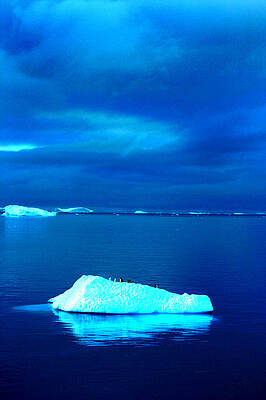 Penguin on Iceberg by Amanda Stadther Penguin on Iceberg by Amanda Stadther