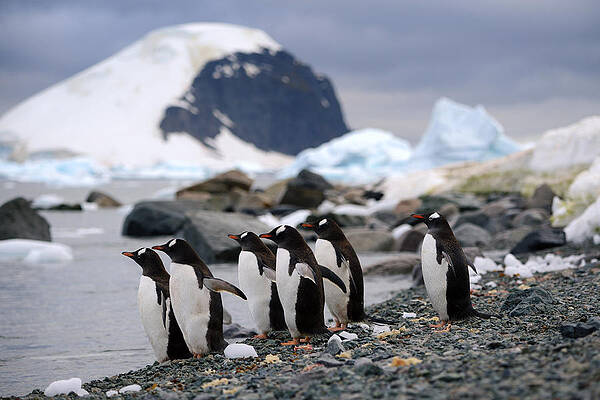 Penguin Plunge by Jennifer LaBouff Penguin Plunge by Jennifer LaBouff