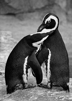 Penguin's Preening Black and White by Elle Arden Walby Penguin's Preening Black and White by Elle Arden Walby