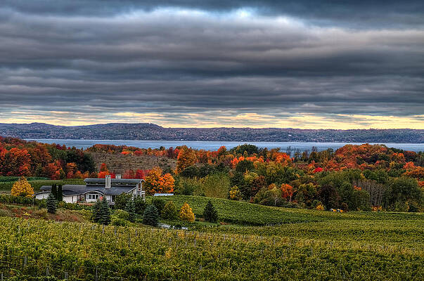 Peninsula Vineyard by Richard Gregurich Peninsula Vineyard by Richard Gregurich