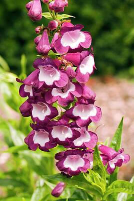 Wall Art - Photograph - Penstemon 'ruby Fields' Flowers by Science Photo Library