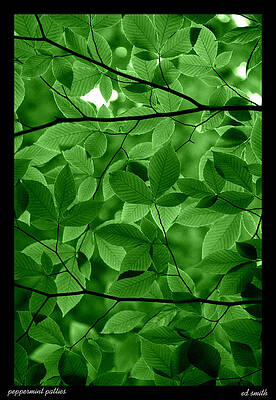 Wall Art - Photograph - Peppermint Patties by Edward Smith