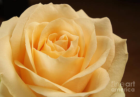 Perfect rose by Andreas Berheide Perfect rose by Andreas Berheide
