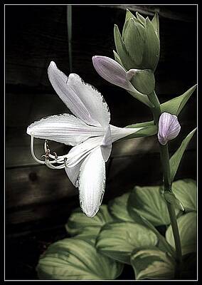 Perpendiclily by Dan Stone Perpendiclily by Dan Stone